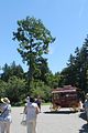 136 - Butchard Gardens  - IMG_1654